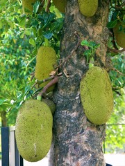 Unknown large tropical fruits hang on the trunk of the tree