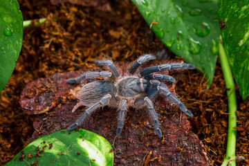 Hairy tarantula in nice tarrarium