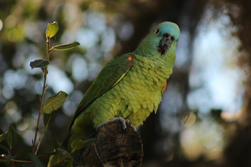 Parrot in the Amazon and Pantanal in the Amazon and tropical forest of Brazil, macaw on the tree