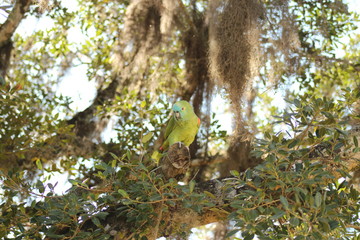 Parrot in the Amazon and Pantanal in the Amazon and tropical forest of Brazil, macaw on the tree