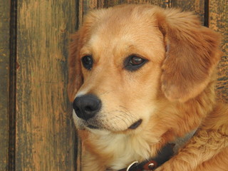 dog, retriever, pet, golden, animal, golden retriever, canine, cute, labrador, puppy, portrait, friend, mammal, head, breed, fur, face, happy, adorable, domestic, purebred, brown, yellow, tongue, lab