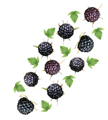 Set of black raspberry with leaves on white background. Fresh black raspberry fruits are whole. Useful ripe fresh blackberry rich in vitamins, natural product. Realistic illustration