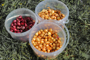 seeds of onion sevok are in buckets on the street before planting, spring work in the garden