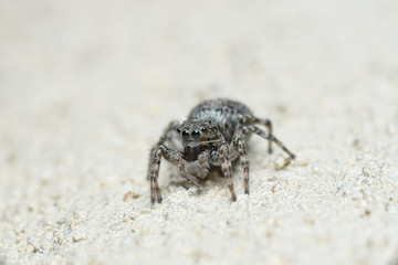 A cute little spider with round big eyes sits and looks into the camera lens.