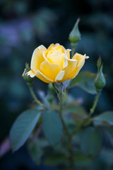 Yellow rose on a background of dark garden leaves