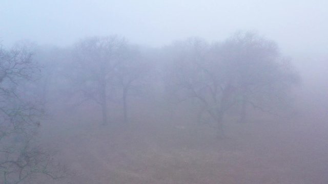 Trees Disapearing in a Fog, Bryan, Texas, USA