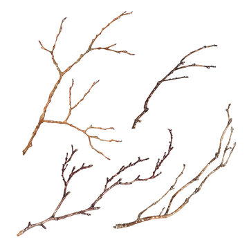 Set of Tree Branches isolated on white background. Hand drawn vector watercolor illustration of dry twigs without leaves