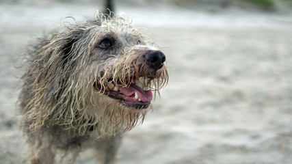 Furry dog ​​playing with ball and running on the beach in Brazil, tropical paradise, cute little dog