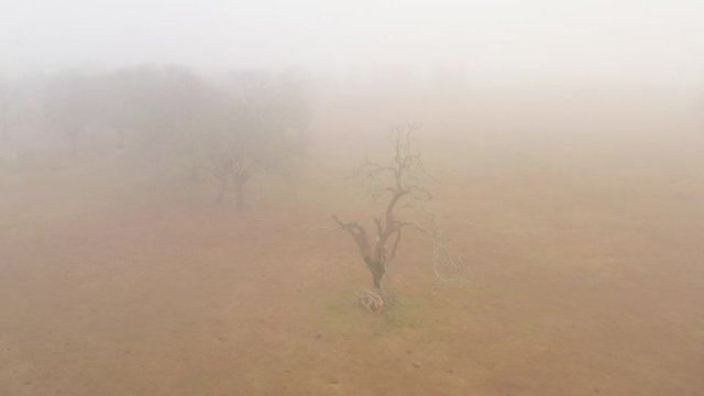 A Dead Tree Fly-By in a Pasture in the Fog, Bryan, Texas, USA