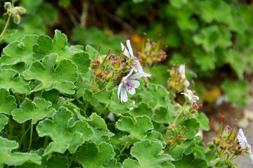 Kaukasus-Storchschnabel, geranium renardii, Storchschnabel, Botanischer Garten in Gütersloh