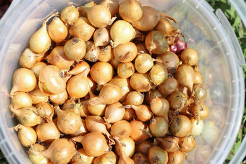 seeds of onion sevok are in buckets on the street before planting, spring work in the garden