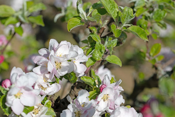 Blühender Apfelbaum, Malus, im Frühling