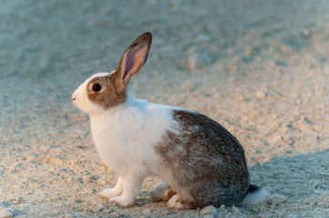 white rabbit on the ground
