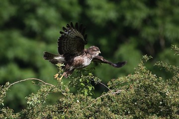 buse variable