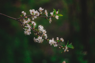 in spring, cherry blossoms, plum blossoms
