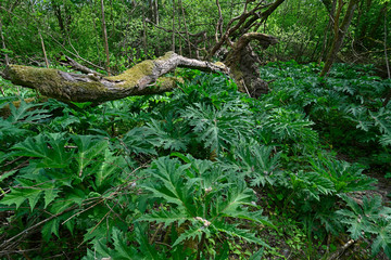 Giant hogweed / Riesen-Bärenklau (Heracleum mantegazzianum)