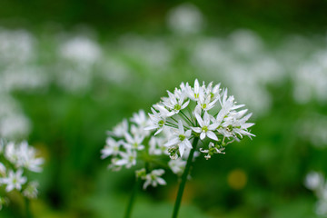 Gros plan sur des fleurs d'ail des ours