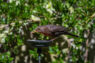 Female blackbird, Turdus merula, perched on suet garden bird feeder