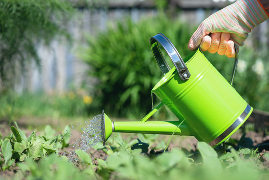 A gardener woman is watering a garden bed with watering can close up.