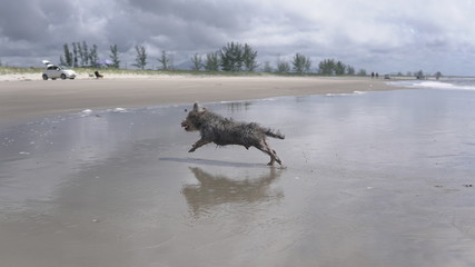 Furry dog ​​on the lake pier, next to a boat in tropical paradise, cute little dog