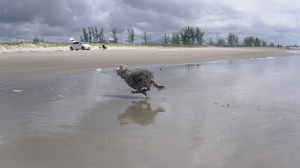 Furry dog ​​on the lake pier, next to a boat in tropical paradise, cute little dog