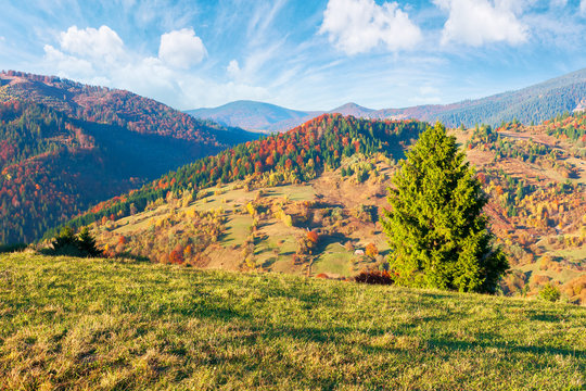 countryside in autumn at sunset. mountain landscape with forests and meadows in evening light beneath a blue sky with fluffy clouds. colorful nature background