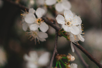 in spring, cherry blossoms, plum blossoms
