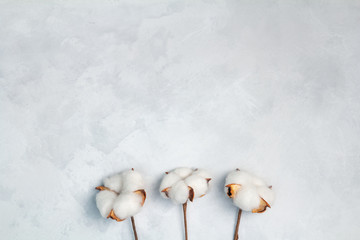 Cotton flowers on white concrete background, copy space, space for text and logo. Top view, flat lay.