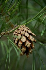 Young fresh pine cone and green needles on the background.