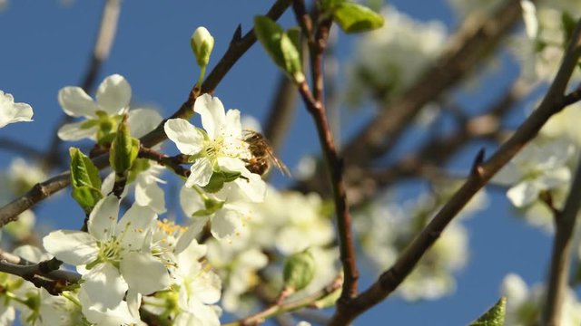 Cherry blossom in full blum against blue sky.