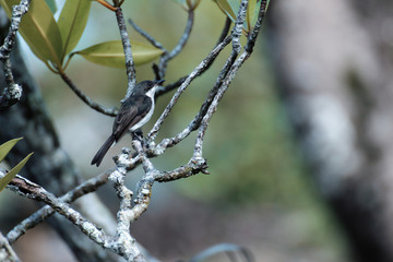 bird on a branch