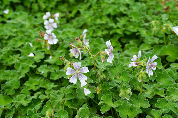 Kaukasus-Storchschnabel, geranium renardii, Storchschnabel, Botanischer Garten in Gütersloh