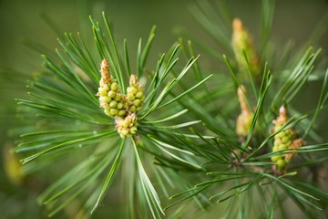 Young fresh pine cone and green needles on the background.