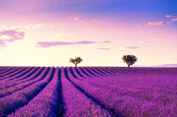 Naklejka na ściany i meble Lavender fields near Valensole, Provence, France. Beautiful summer landscape at sunset. Blooming lavender flowers
