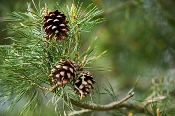 Young fresh pine cone and green needles on the background.
