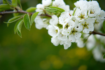 White buds of cherry flowers on a branch, on a green blurred background