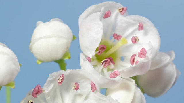 Macro time lapse hawthorn tree flowers opening on blue background