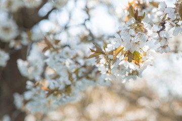 Fototapeta premium Kirschblüte Ankum 3