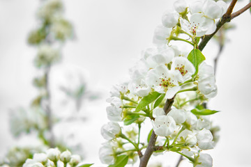 White buds of blossoming cherry flowers on a branch, on a white background spring flowers