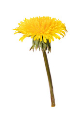 Fototapeta premium Blooming dandelion isolated on a white background. Used in medicine as a medicinal plant