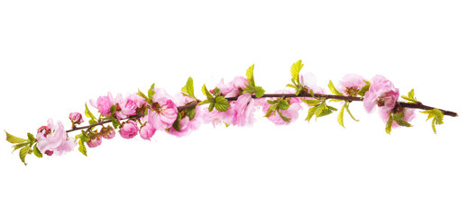 Blooming sakura branch isolated on white background