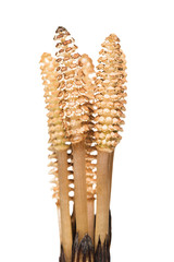 Spring shoots of horsetail field isolated on white background (Equisetum arvense). The plant is used both in medicine and in food