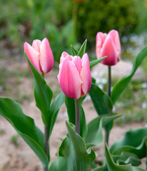 A bouquet of tulips growing in the solid, pink buds spring flowers