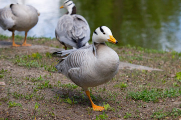 Wild goose 