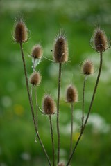 Obraz premium Dry thistle plant during lack of water during the dry season.
