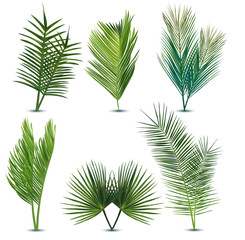 Big collection tropical exotic palm leaf. Different tropical palm leaves on white background. Summer leaf. Icon set. 3d illustration.