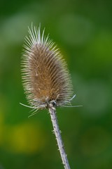 Dry thistle plant during lack of water during the dry season.