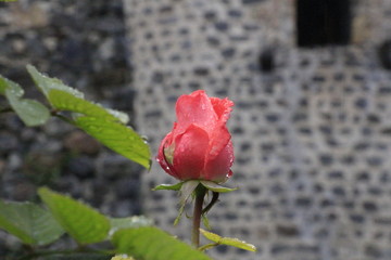 Rosen