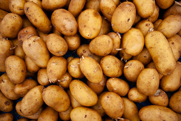 potatoes processed from Colorado potato beetle.