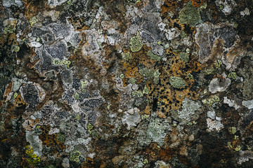 Surface of the cave rock wall.